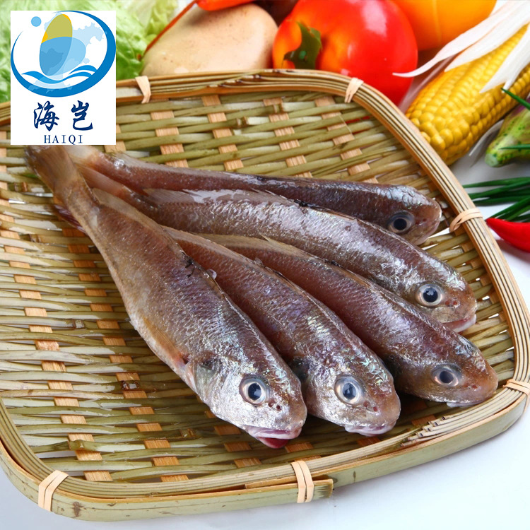东山岛海鲜加芒鱼1-2斤/条 营养价值高 鲜活冷冻海鲜产品大量批发
