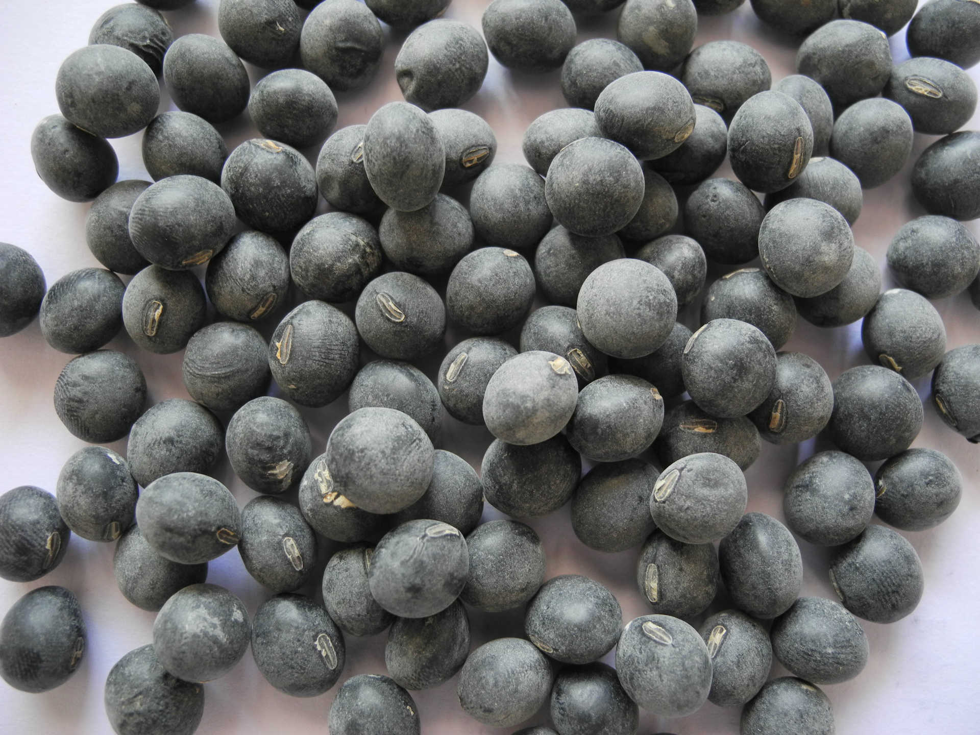 厂家供应云南产丹波黑豆黑皮黄仁非转基因黑豆 炒货豆腐豆浆原料