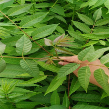 可使用香椿苗 南北方种植红油香椿苗量大优惠 香椿苗现挖现卖