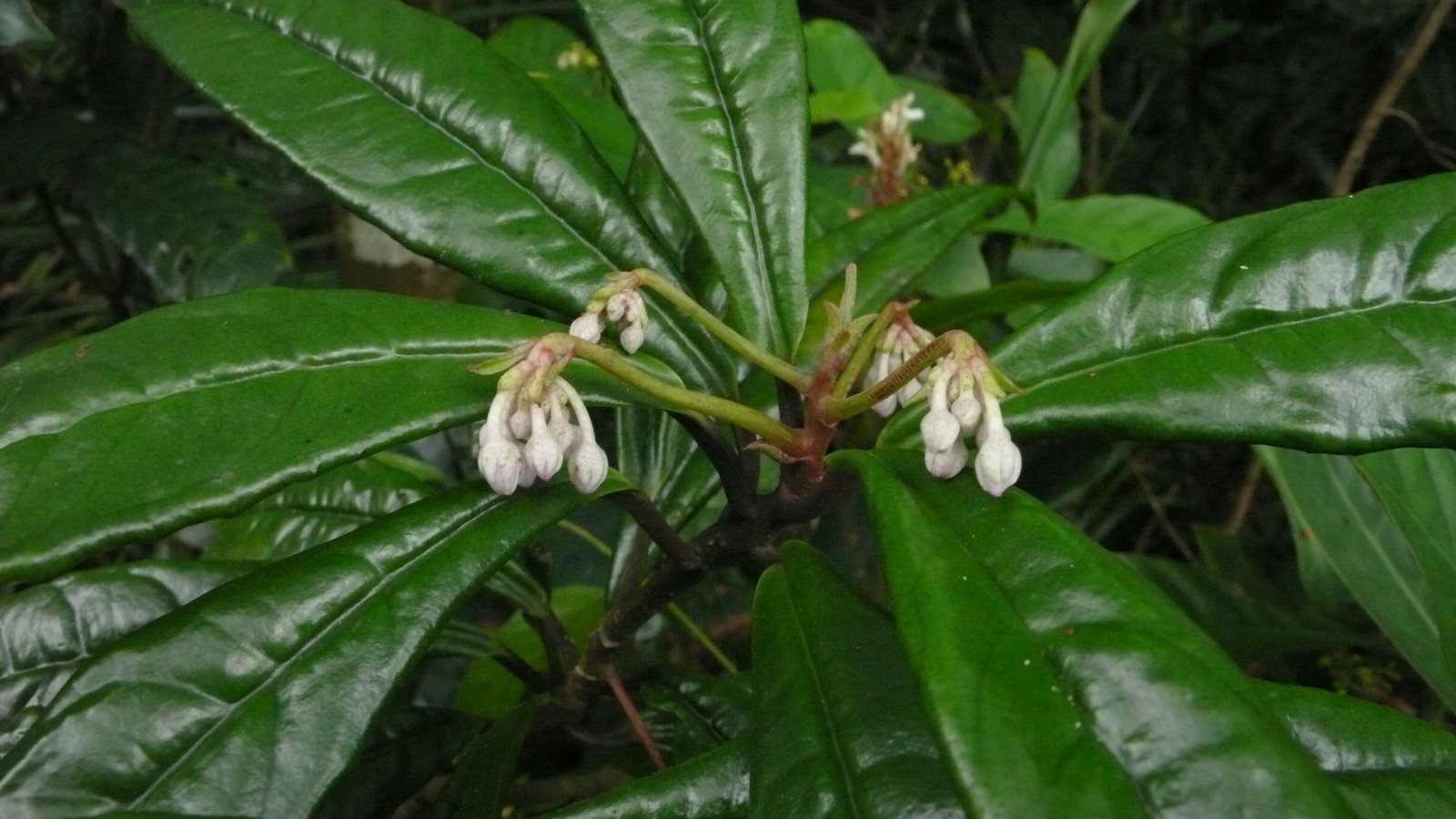 小罗伞提取物 10:1 tlc检测 斑点清晰朱根砂提取物