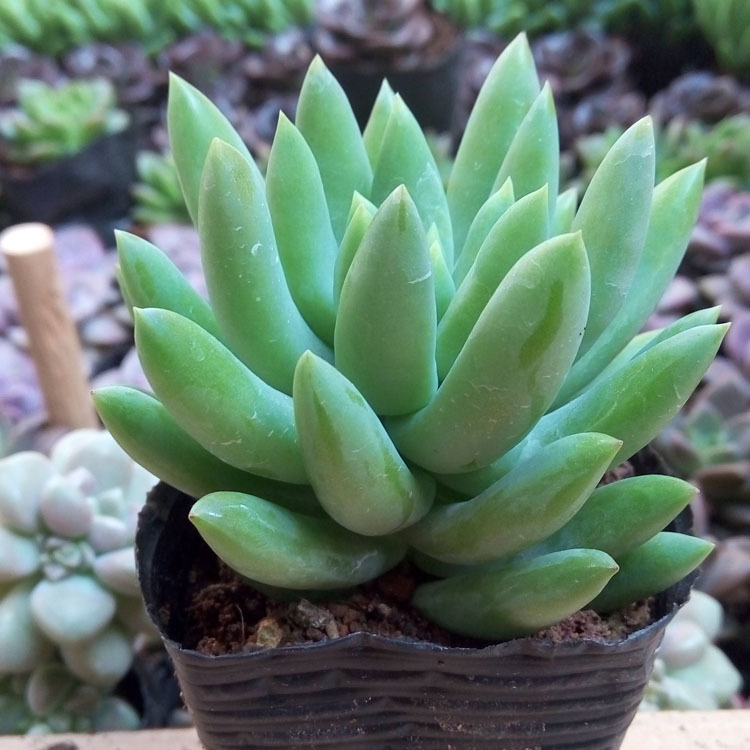 漳州多肉植物批发 约4-6cm 玉珠莲 裸根 千佛手 园艺盆栽花卉园艺