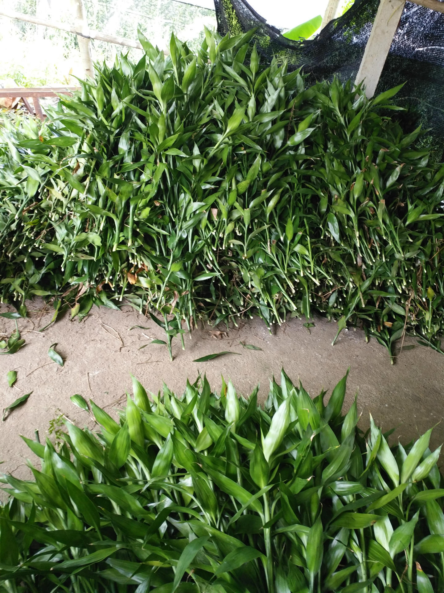 海南富贵竹基地批发中号中青中竹水竹水培花卉绿植盆栽盆景