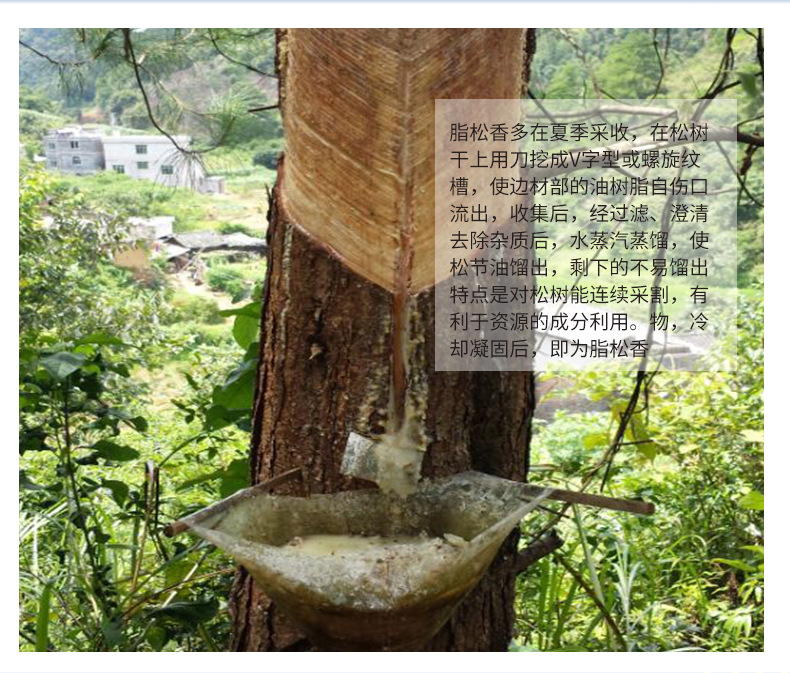 供应批发进口松香 工业松香/高品质脂松香 安全植物型松香