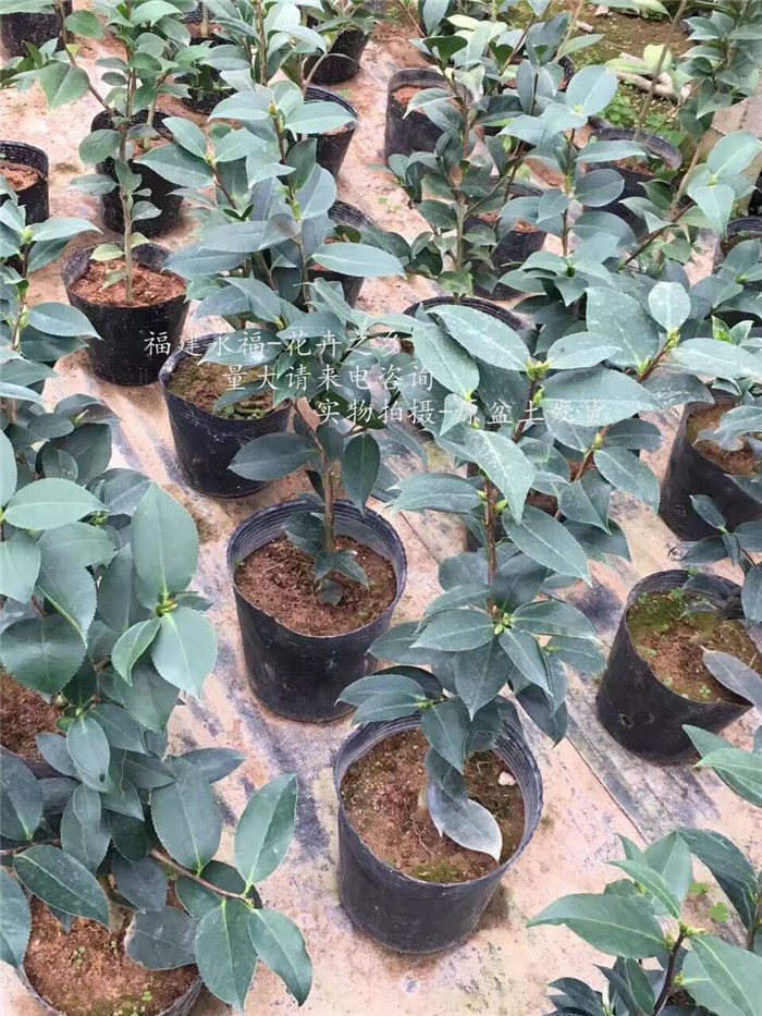 盆栽三四年茶花,白衣大皇冠茶花,宽彩带茶花,三四十公分高