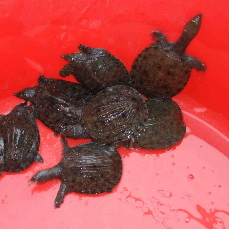 安徽大别山鑫鑫甲鱼 300g外塘中华鳖 生态养殖小甲鱼苗 农家养殖