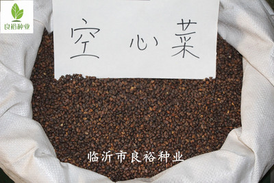 批发泰国空心菜种子 芽苗菜种子 无土栽培芽菜种子