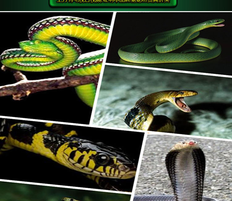 积臣氏户外工程装长效驱蛇粉 居家野区防护药驱防毒蛇虫药粉10kg 深圳