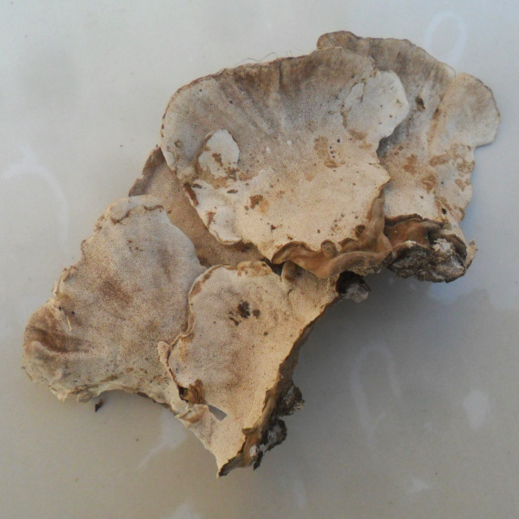 中药材 杂色云芝 黄云芝 灰芝 瓦菌 千层蘑 彩纹云芝