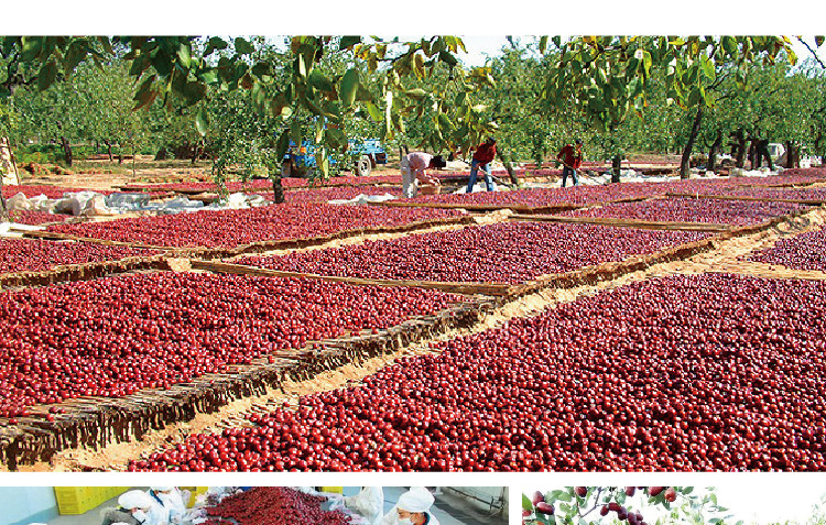 红枣500g新疆红枣玉枣灰枣骏枣红枣干批发【养生帝】