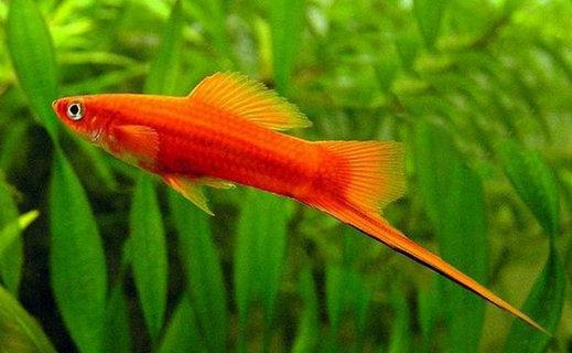 红箭鱼 红剑鱼活体 剑尾鱼 箭尾鱼 红剑 红剑鱼活体 红箭 热带鱼