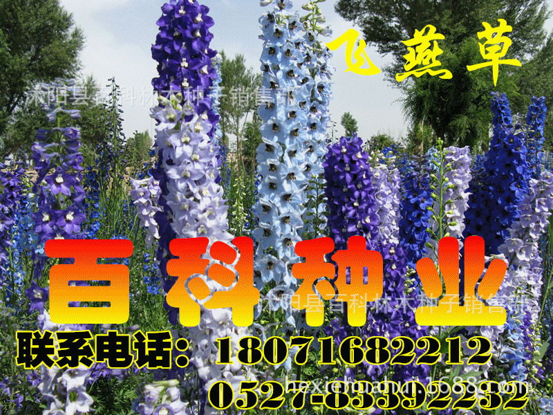 飞燕草种子 大花飞燕草种 鸽子花种子 草花种子 野花组合