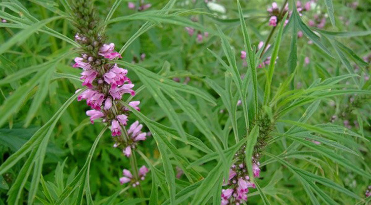 正品益母草种子苗野生野菜食用籽种药材阳台四季盆栽蔬菜种籽孑
