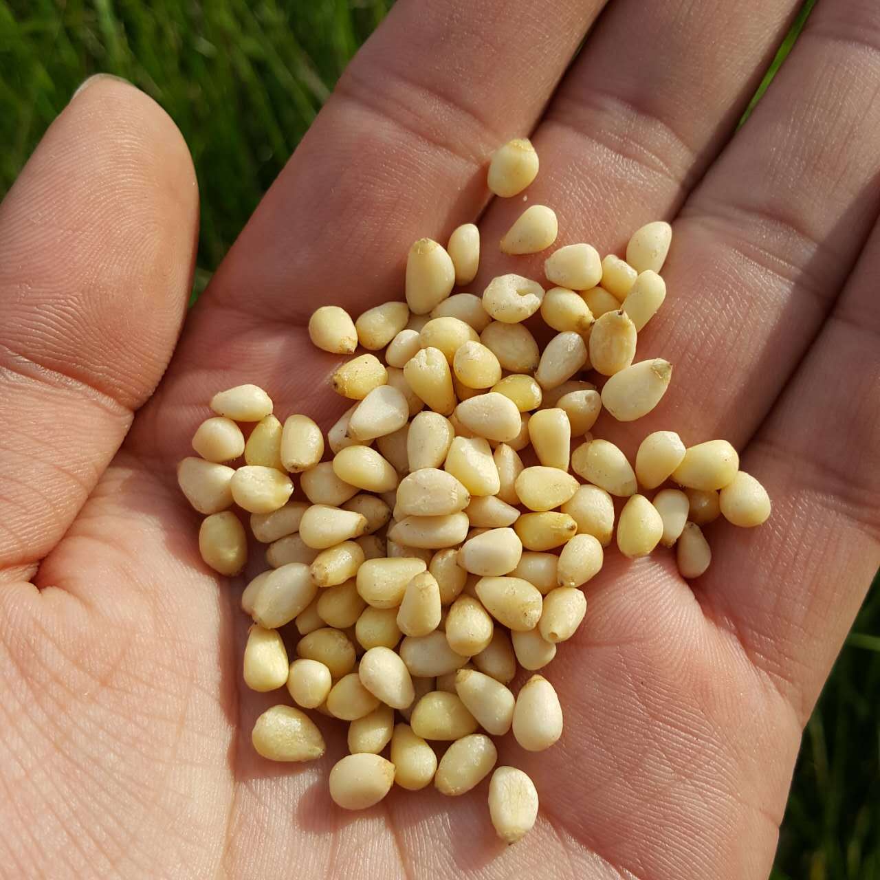 新货大兴安岭野生小马尾松仁原味未坚果零食偃月饼馅料250克真空