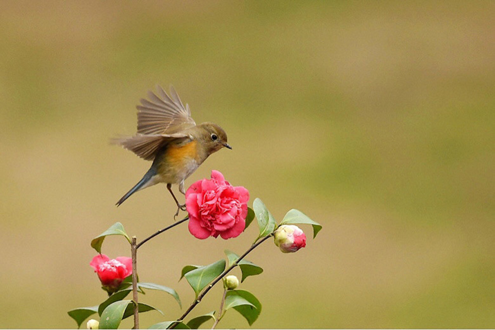 山茶花上的蓝尾鸟 - 阿里巴巴商友圈