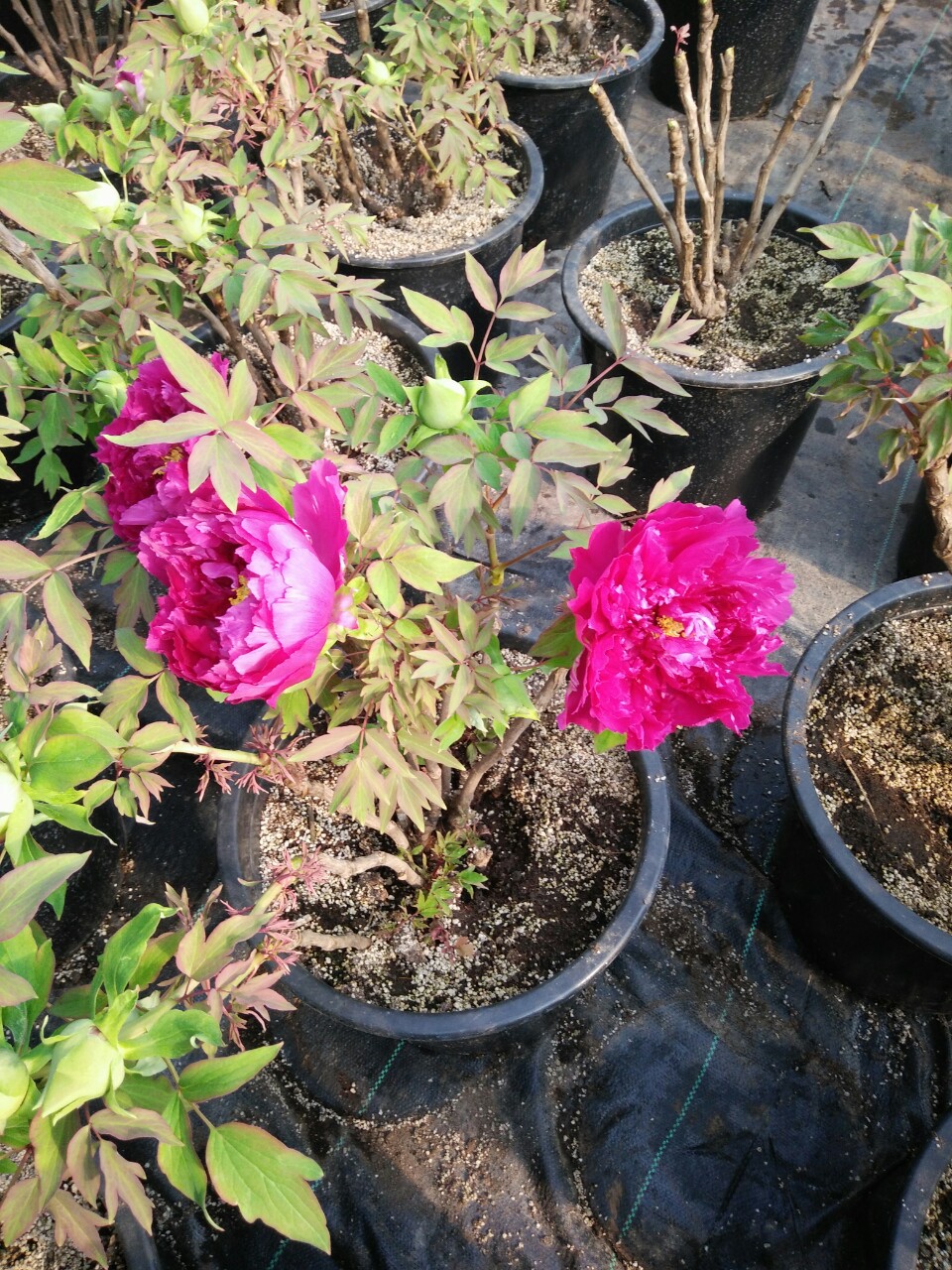 供应精品观赏牡丹花苗牡丹苗批发保成活花卉基地新品种鲜花