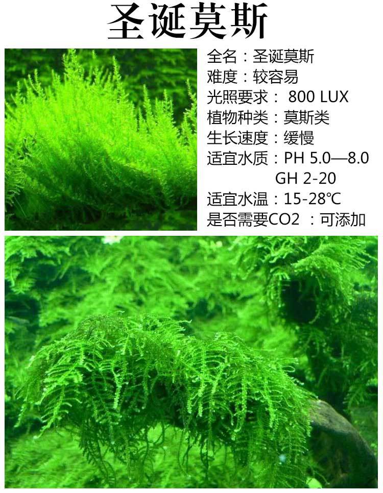 鱼缸造景莫斯水草活体淡水大小三角火焰垂泪莫斯水草批发代发水草