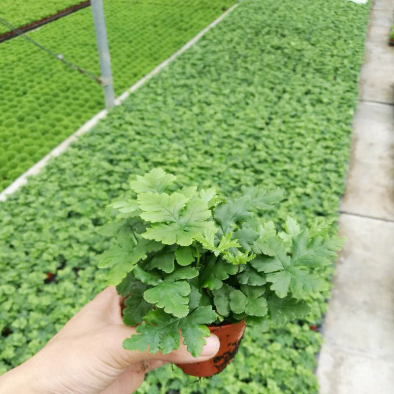 【基地直销】蕨类花卉植物小盆栽 室内耐阴绿植微景(a80)绿云蕨