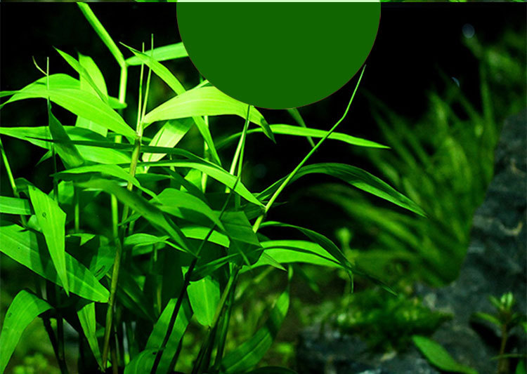 水草活体淡水植物日本青竹南美青竹鱼缸中后景水草懒人有茎类水草