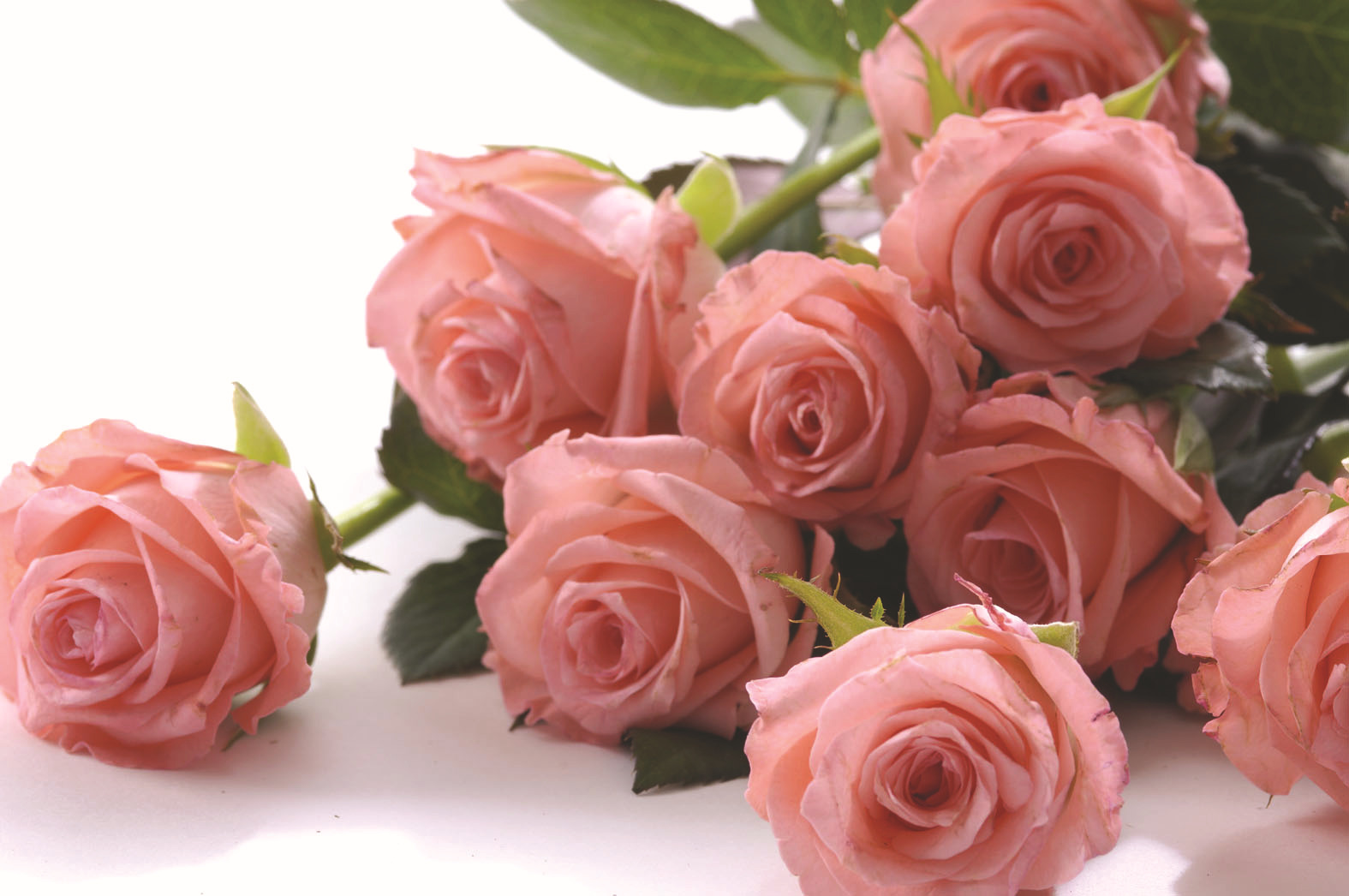 10款粉色玫瑰品种介绍，撩爆你的少女心！ - 知乎