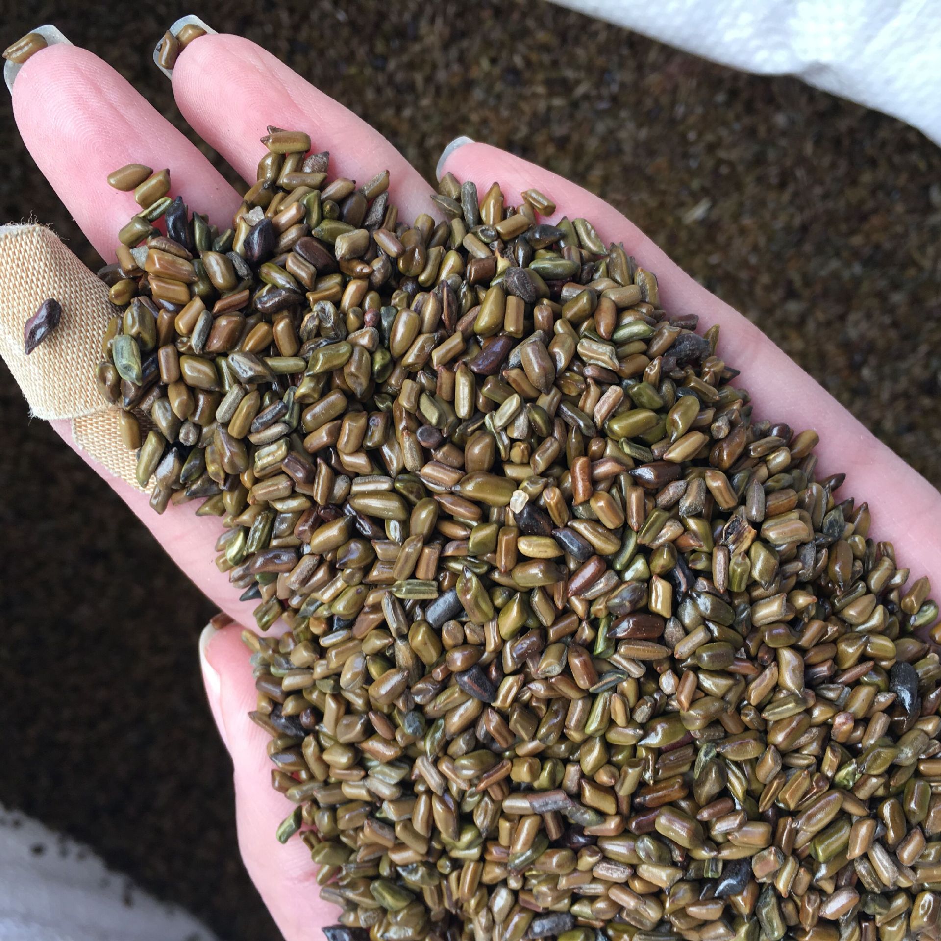 批发决明子荞麦壳 沙滩沙池玩具 枕芯填充材料 现货大货