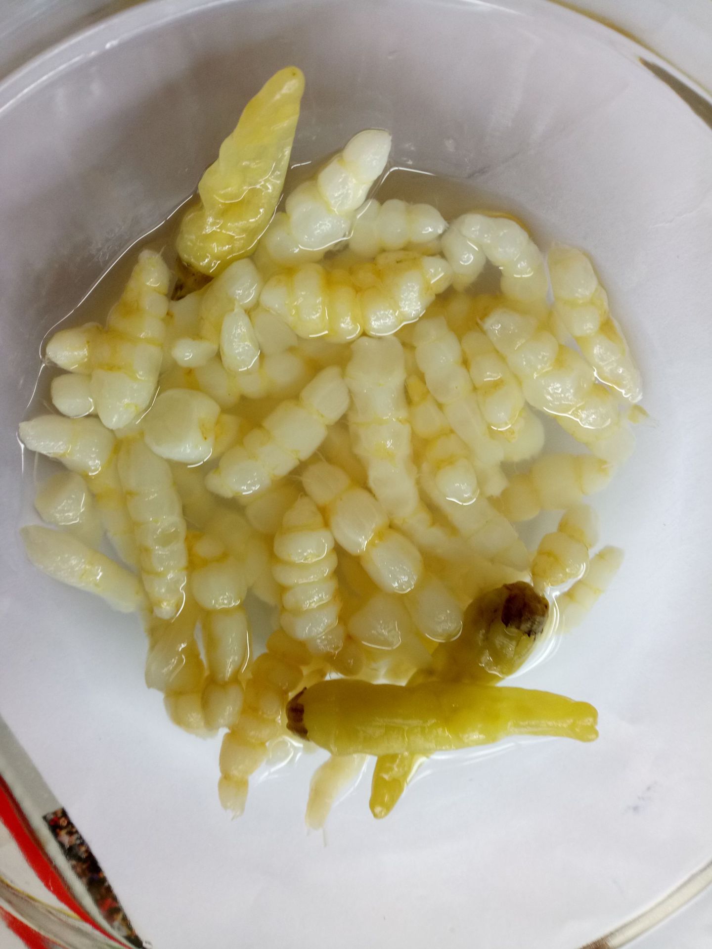 重庆特产泡椒地牯牛1千克宝塔菜地人参泡椒味下饭菜批发