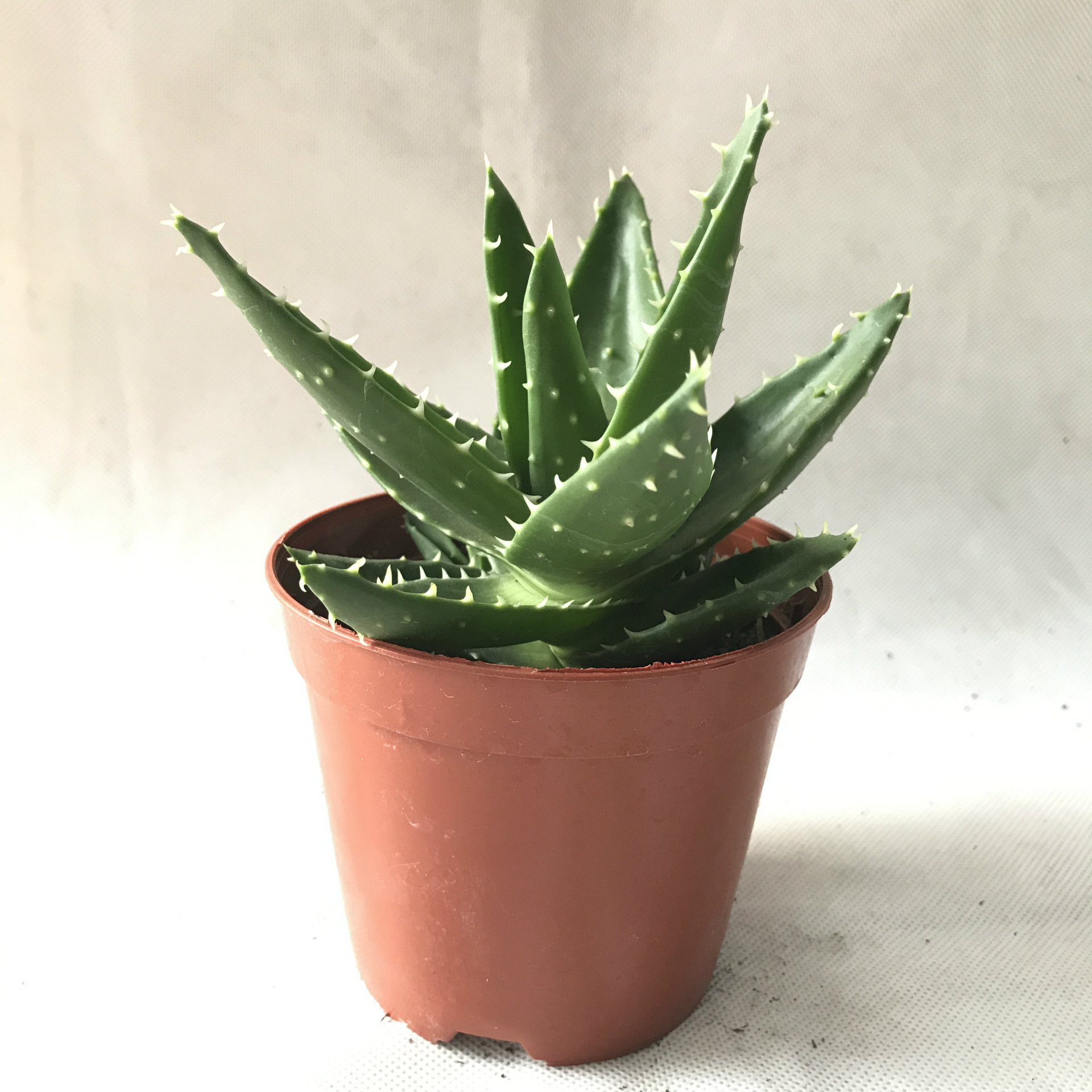 【基地直销】盆栽花卉室内防辐射 净化空气 110 不夜城芦荟 多肉