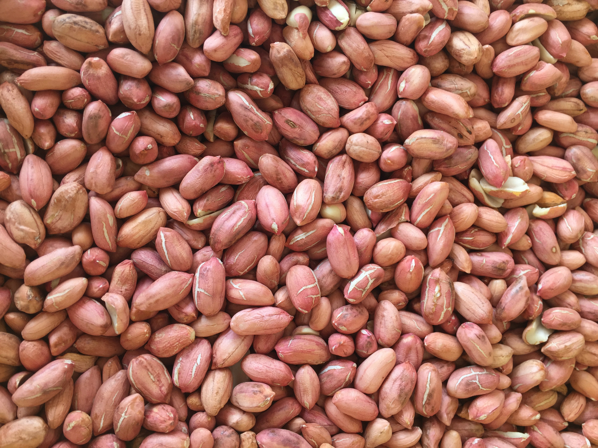 山东榨油专用海花花生 红皮花生批发 新鲜 花生加工厂