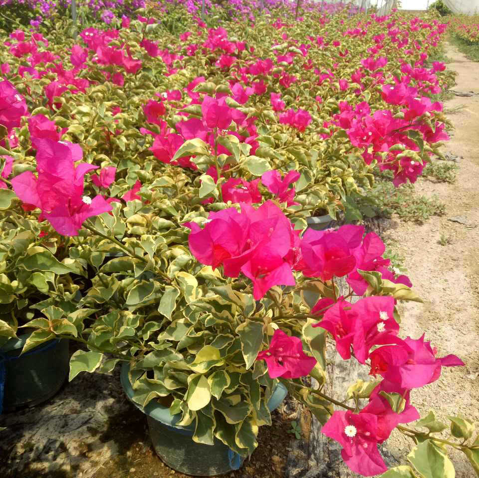 基地直销 金边叶大红花三角梅 园区绿化园林设计造型盆栽批发