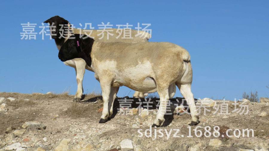 肉羊品种