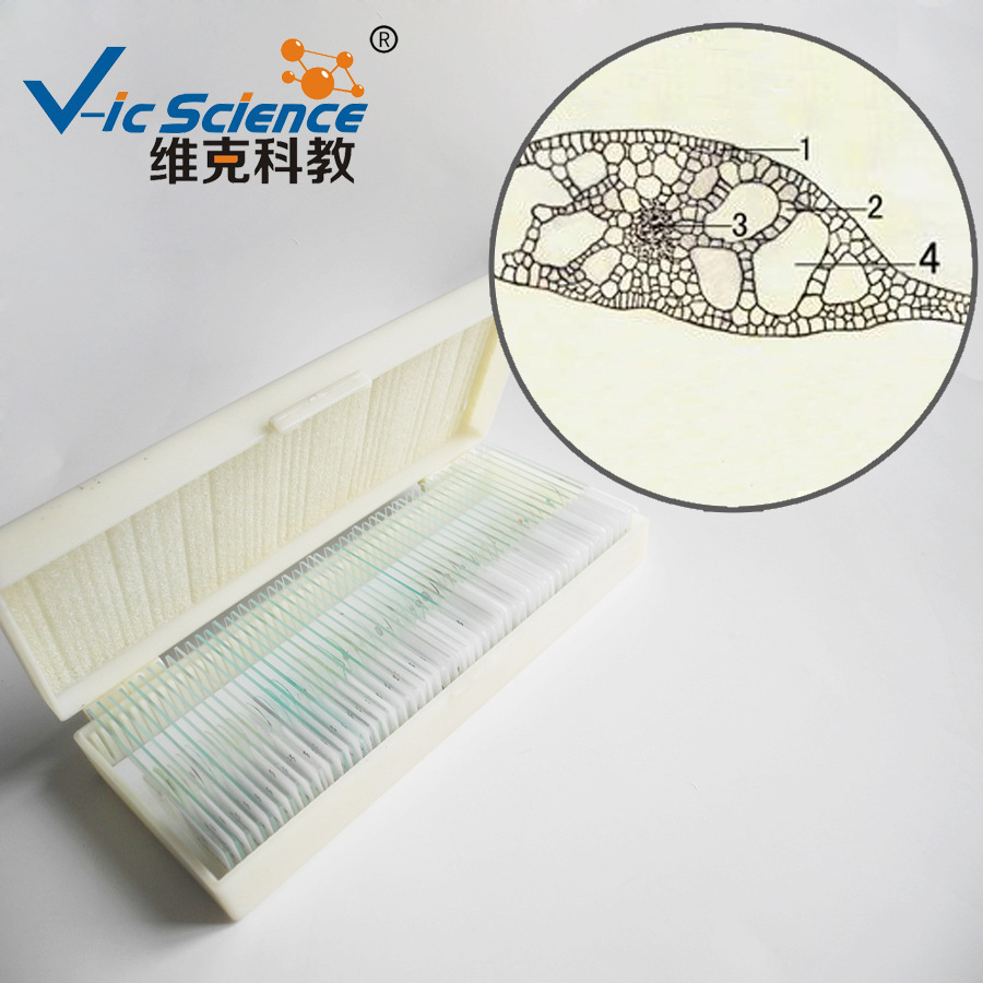 眼子菜叶横切 生物切片植物类装片 叶及叶的变态 显微镜专用