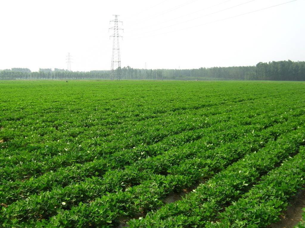 2019年农家自种新鲜带壳晒干生花生种子粉红皮花生米山东特产散装