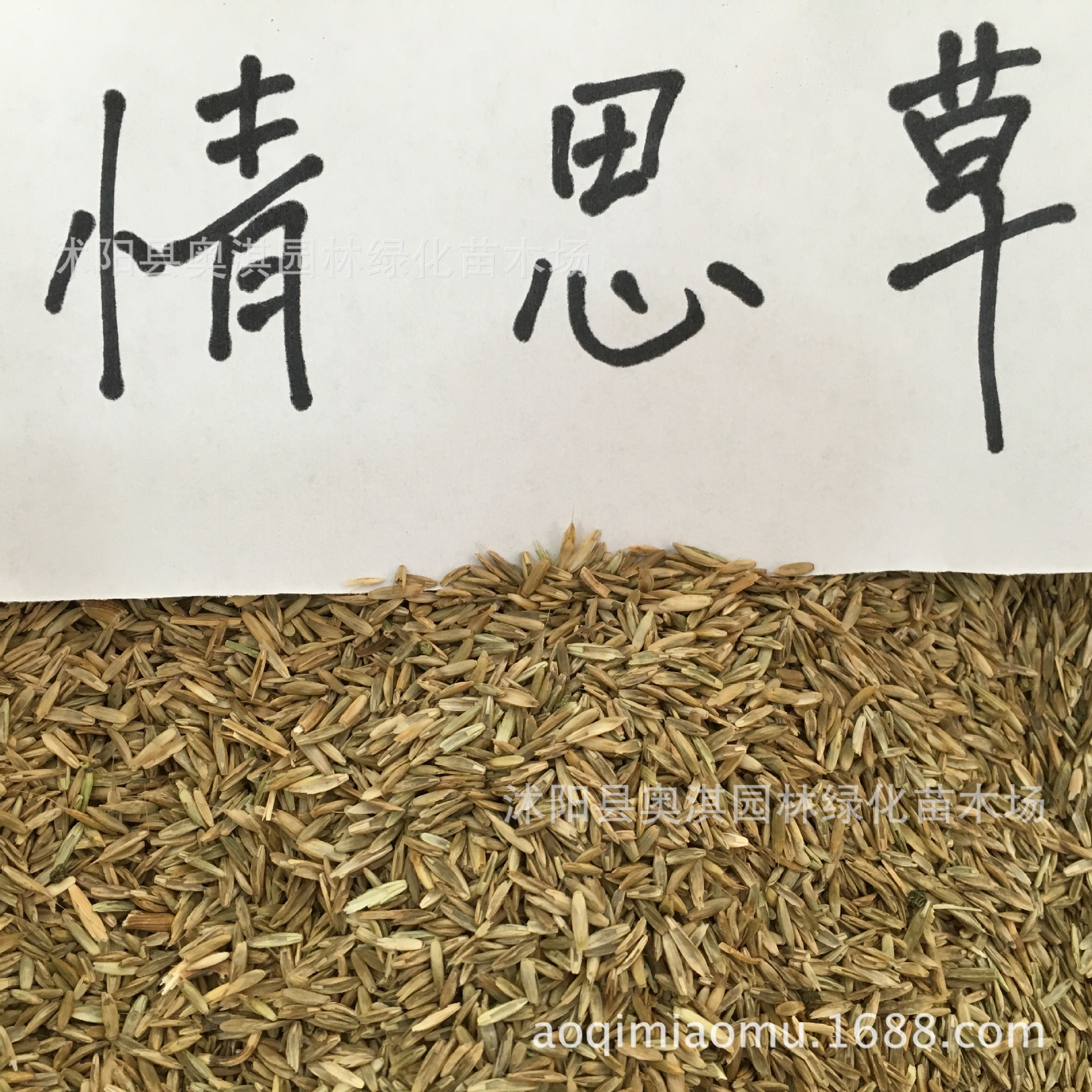 情思草种子 草娃娃种子 室内生态盆栽微景观迷你植物创意桌面摆件