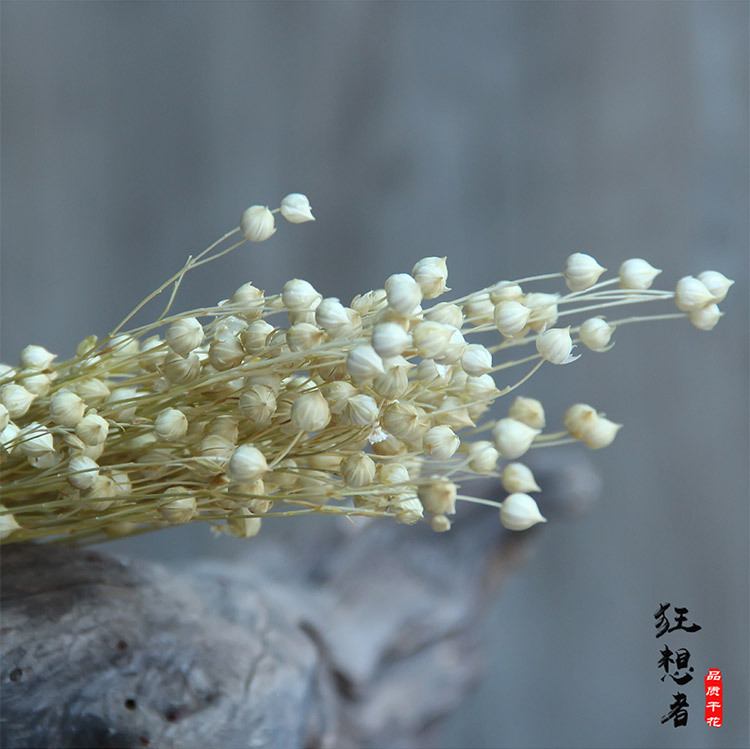 相思豆6色狂想者干花真花束家居软装插花富贵豆胡麻家居装饰