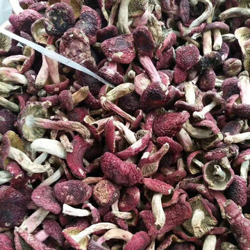 新货上架 小红菇批发 原产正供直销食用正红菇标菇云南干红菇