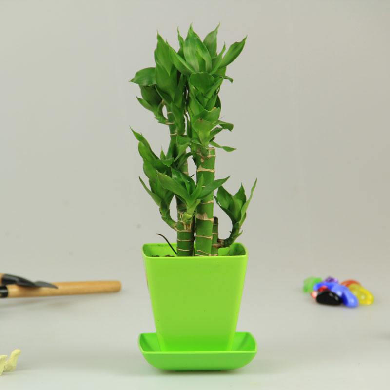 批发观音竹 桌面水培观音竹盆栽 荷花竹绿植莲花富贵竹带盆发货