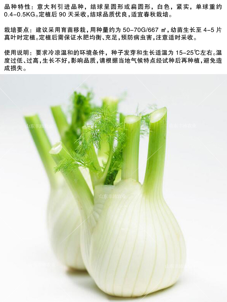 球茎茴香种子割茬小茴香籽结球荷兰春夏秋冬四季阳台盆栽蔬菜种孑