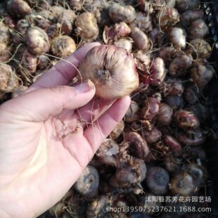 批发进口球根花卉 剑兰种球 唐菖蒲大种球植物 当年开花