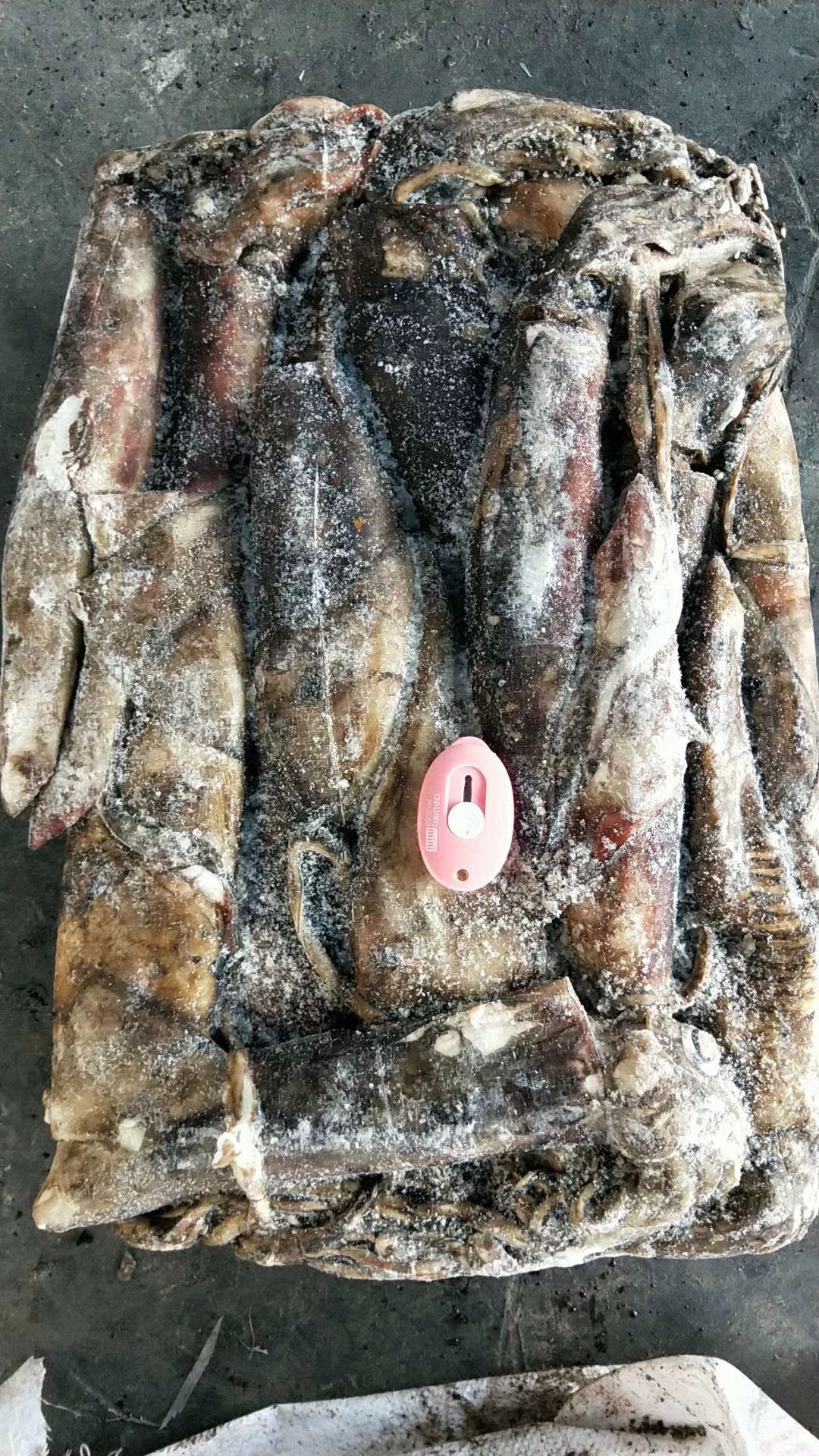 沿海冷冻批发优质厂家石狮万恒水产批发南海黑鱿鱼整件批发