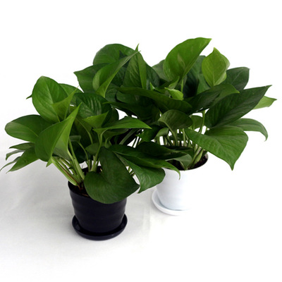 包邮特价 一件代发货 绿萝 室内小盆栽净化空气吸甲醛绿植连盆