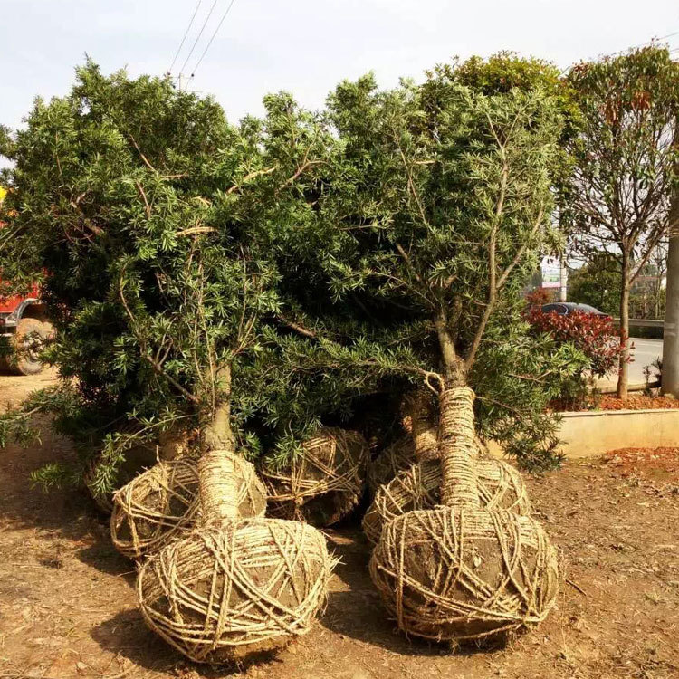 低价出售四季常青罗汉松小苗 湖南基地直供 规格齐全 量大价优