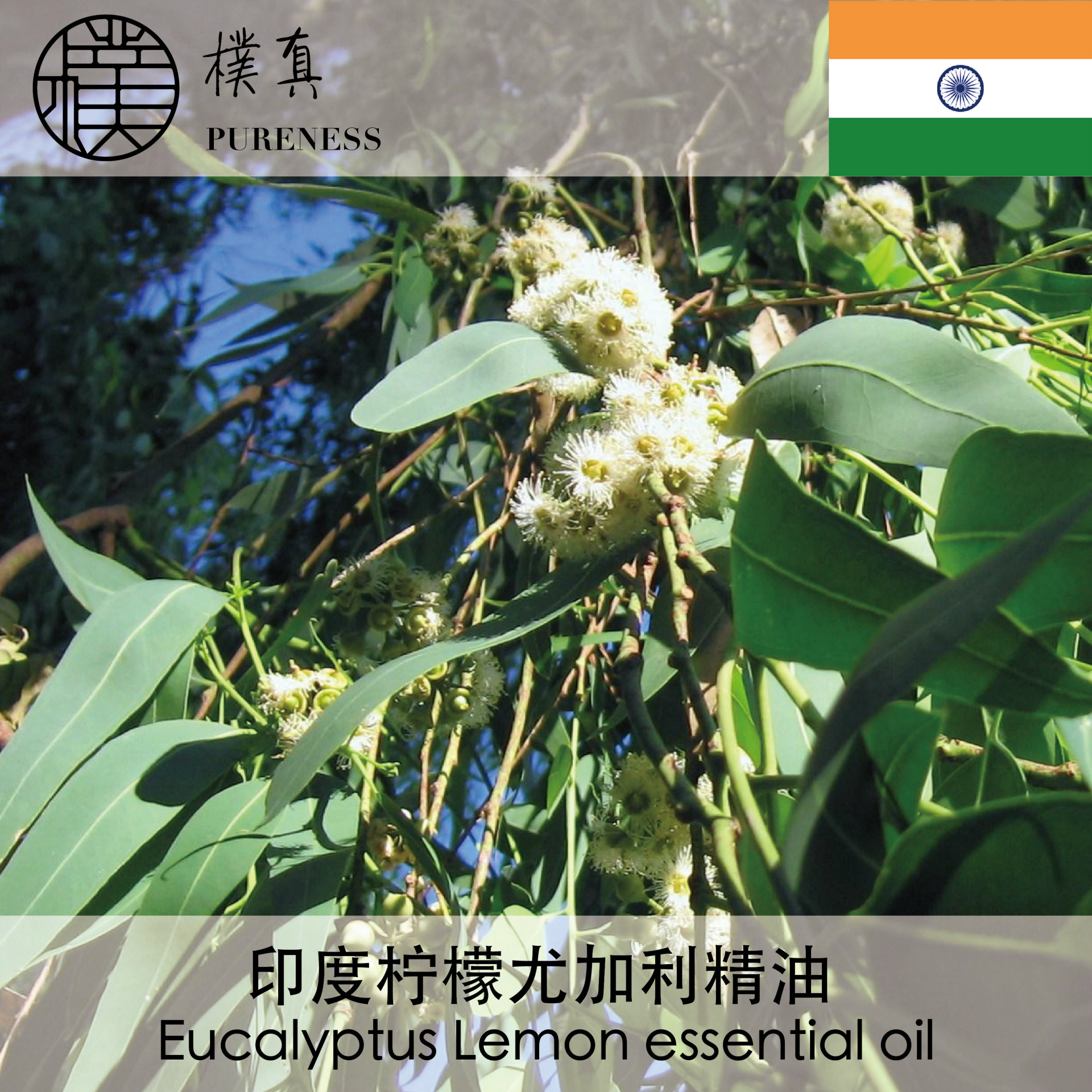 柠檬尤加利精油eucalyptus lemon essential oil台湾朴真