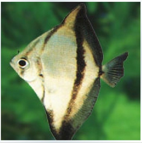 蝙蝠鲳鱼蝙蝠仓热带鱼观赏鱼活体金鲳黑带大眼鲳淡水鱼