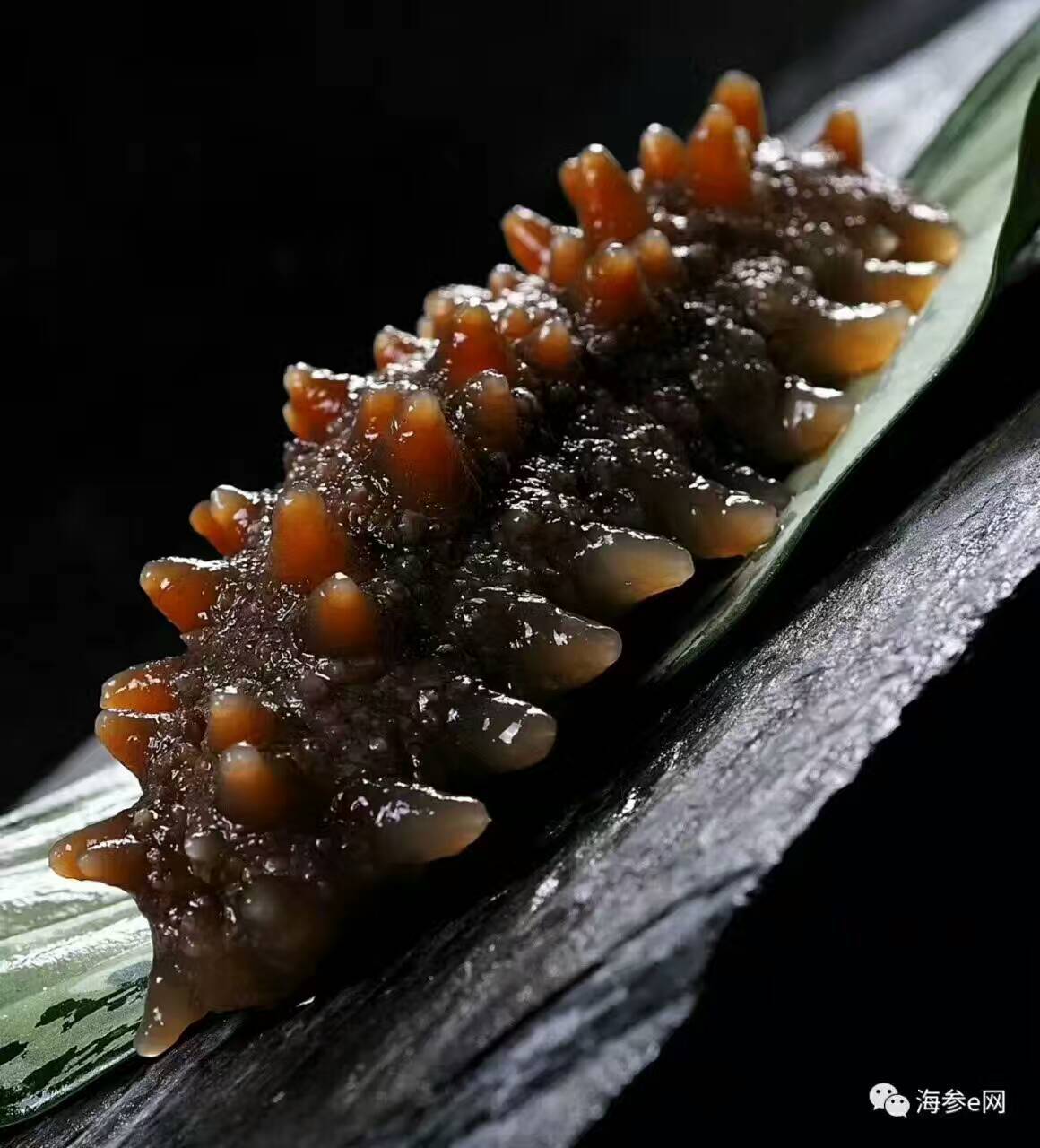 俄罗斯二红海参 八分干 高泡发率