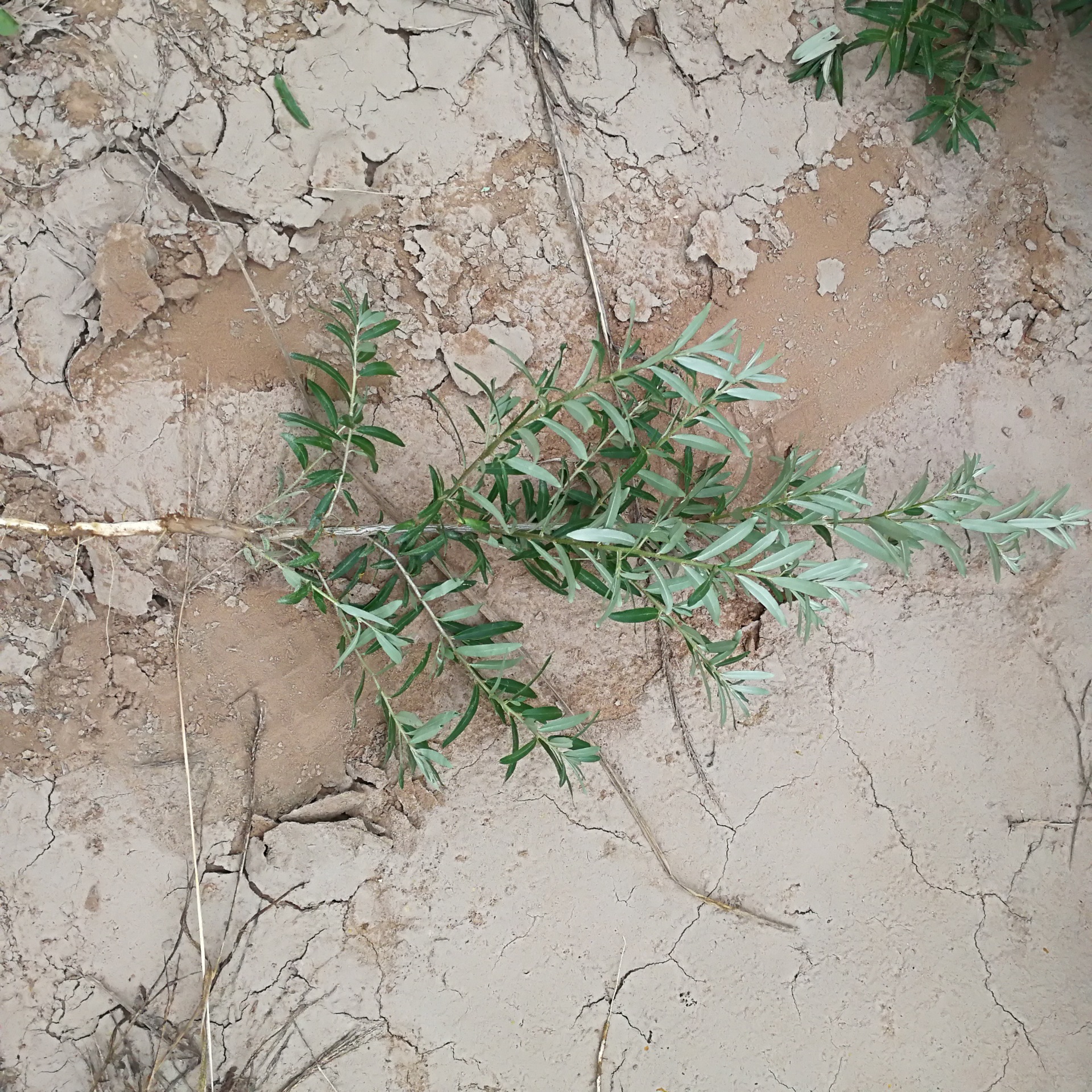 广恒源沙棘苗 绿化造林优良品种