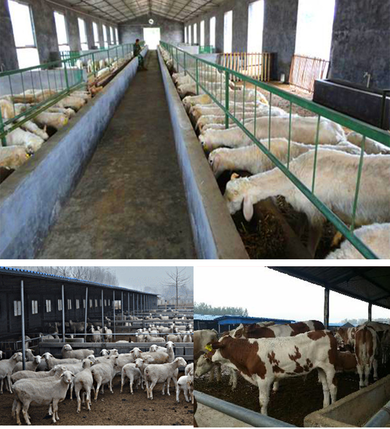 山东青山羊养殖场大量出售波尔山羊|青山羊|美国白山羊|蒙古山羊