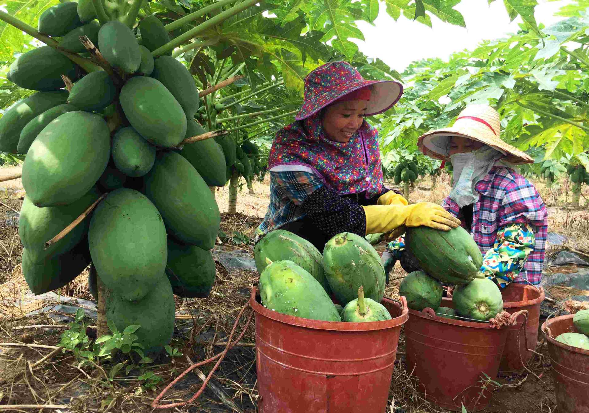 厂家批发广西特产新货晒干木瓜丝 可做酱腌菜原料青木瓜丝条500g