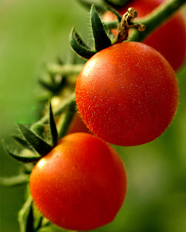 串收圆形红果小番茄籽串红樱桃番茄种子菜园大棚露地基地蔬菜种孑