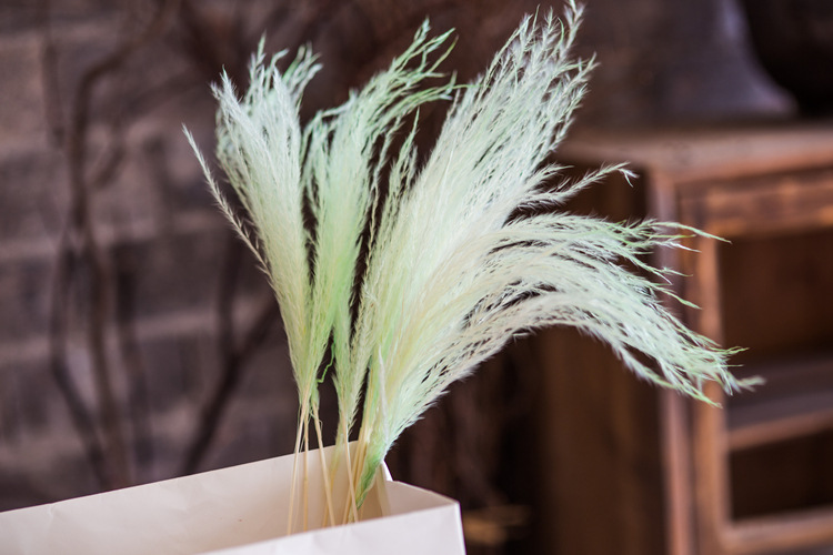 【彩色芦苇】文艺清新ins北欧家居网红干花插花芦苇花枝花束