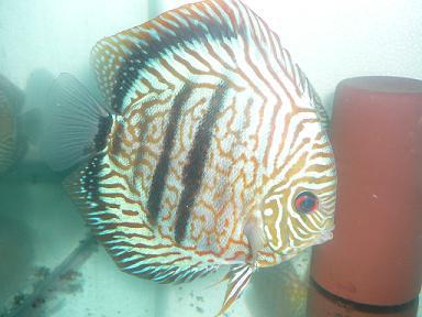 豹纹七彩神仙鱼七彩燕鱼七彩神仙神仙鱼观赏鱼热带鱼活体