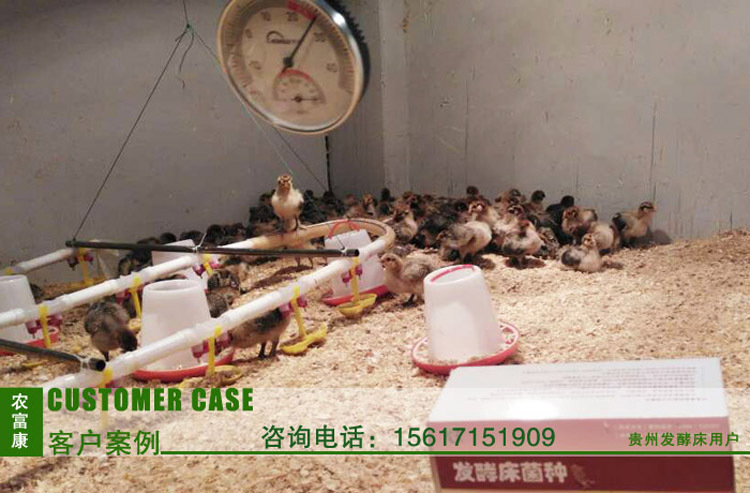 贵州发酵床养鸡3